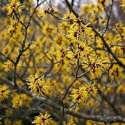 hamamelis 