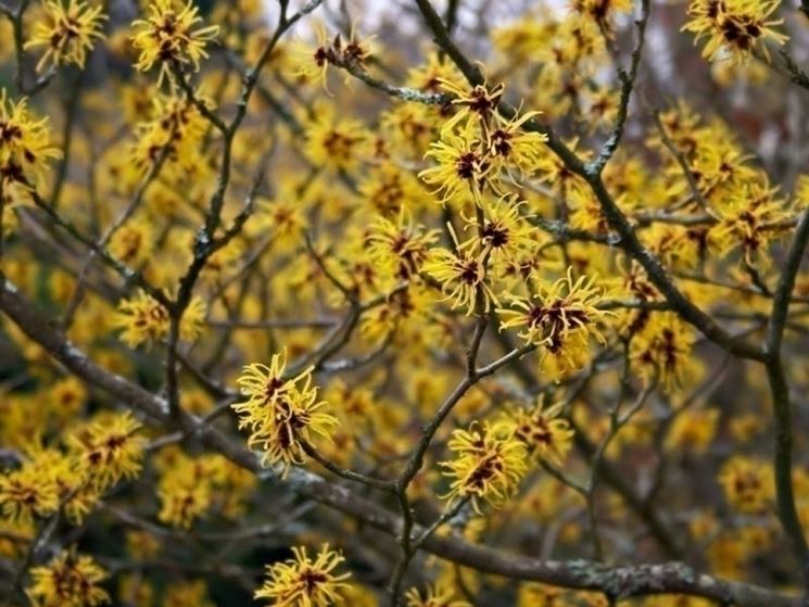 hamamelis 