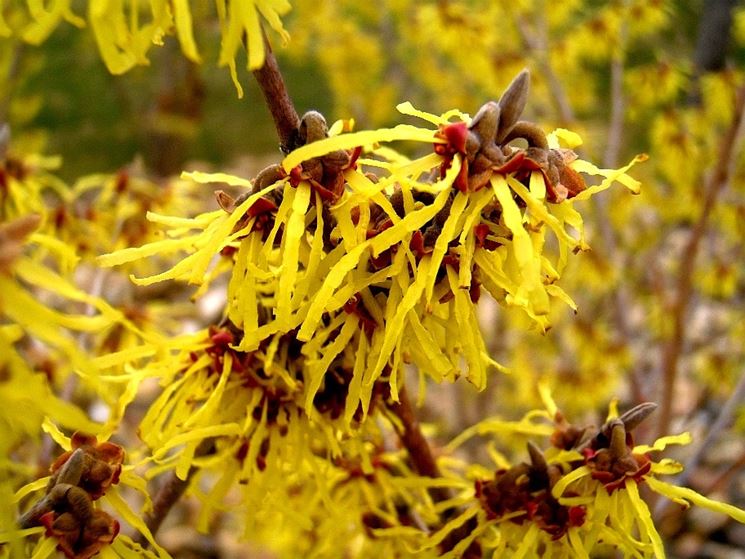 Hamamelis virginiana