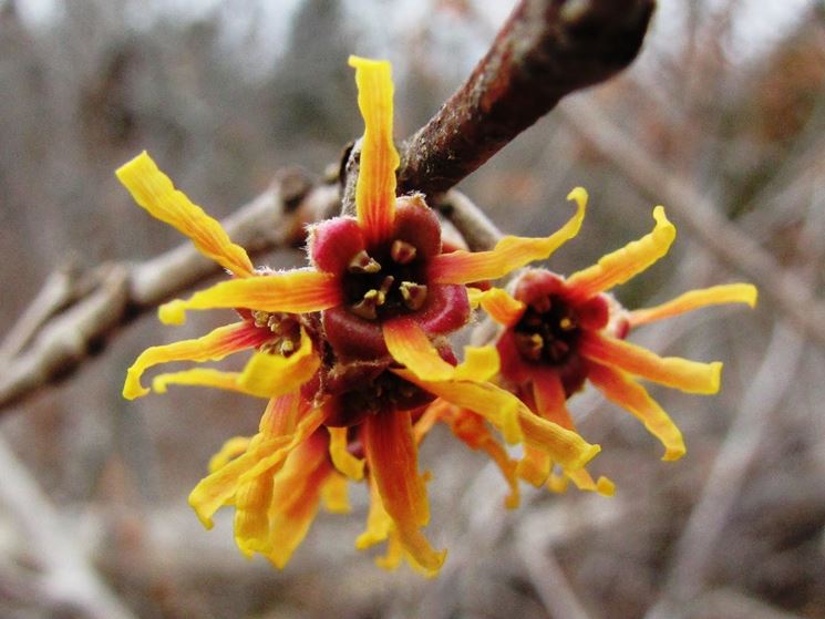 Hamamelis vernalis