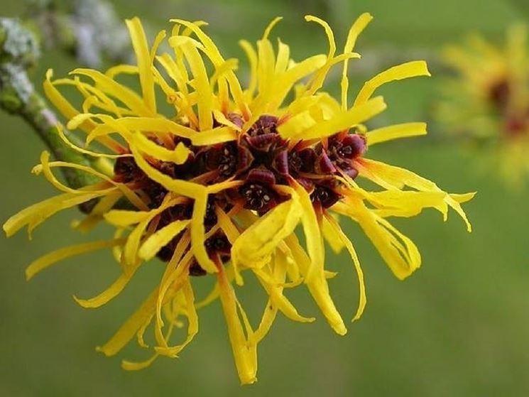 Hamamelis japonica