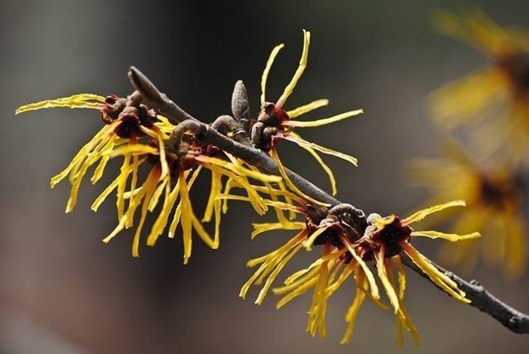 Hamamelis mollis