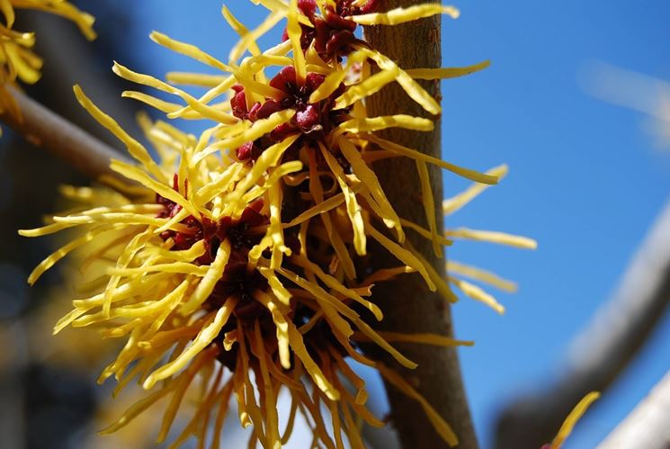 Hamamelis japonica