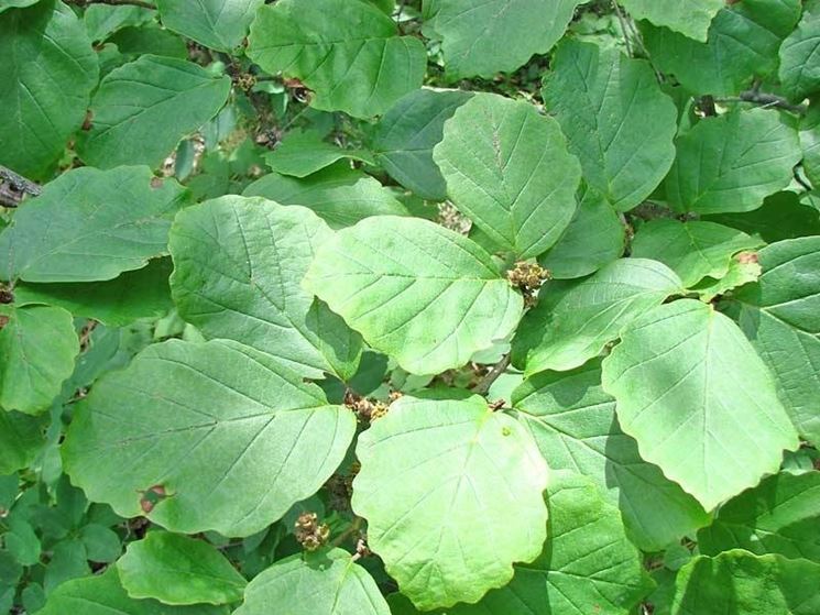 Foglie hamamelis