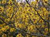 hamamelis 