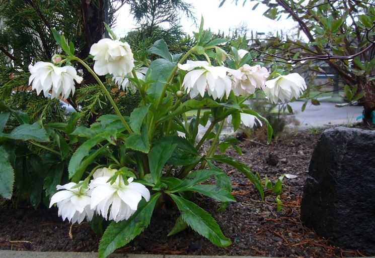 helleborus sternii