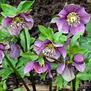 helleborus