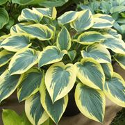 Hosta