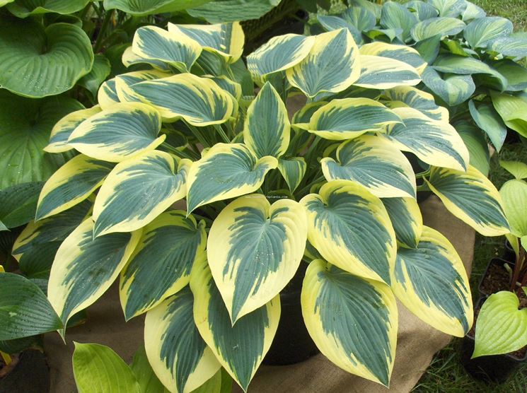 Hosta