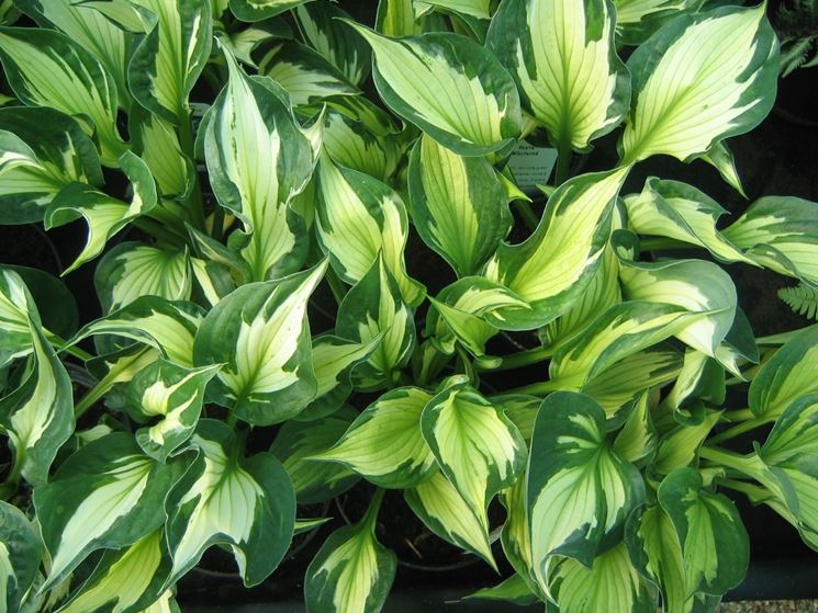 piantina hosta