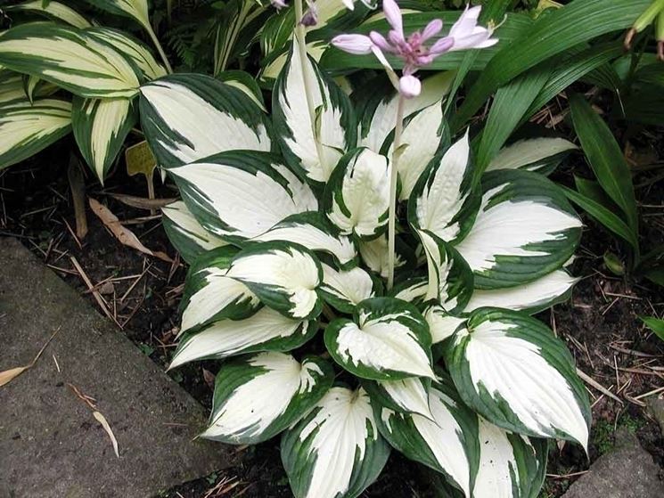 hosta fire and ice