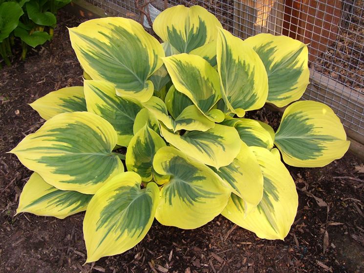 hosta gialla