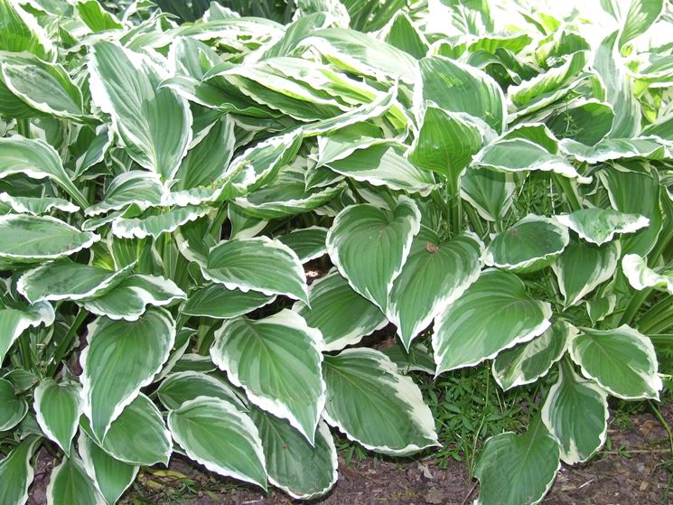 Hosta Sugar Daddy GRANDE GIARDINO PIANTA in crescita Hosta