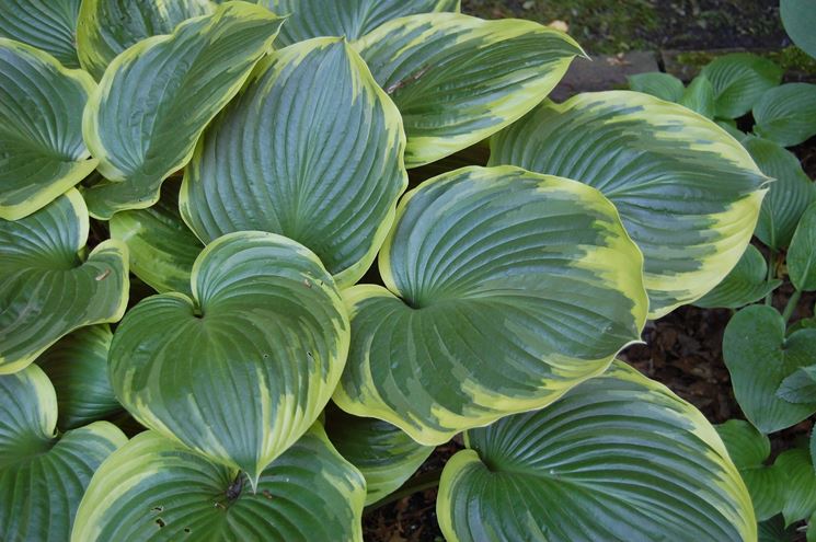 Hosta