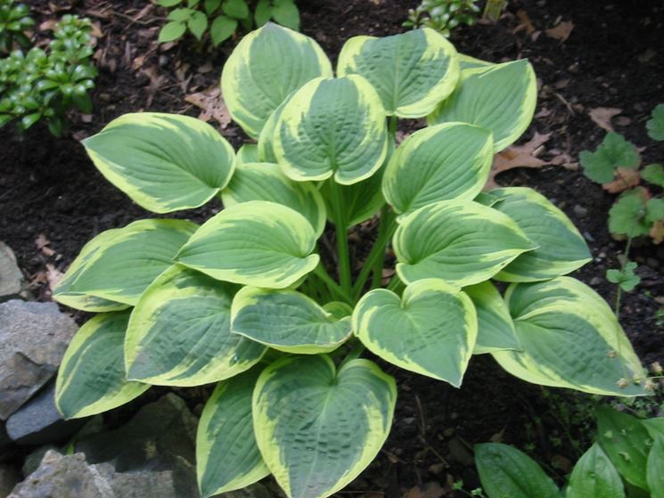 hosta