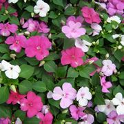 Impatiens