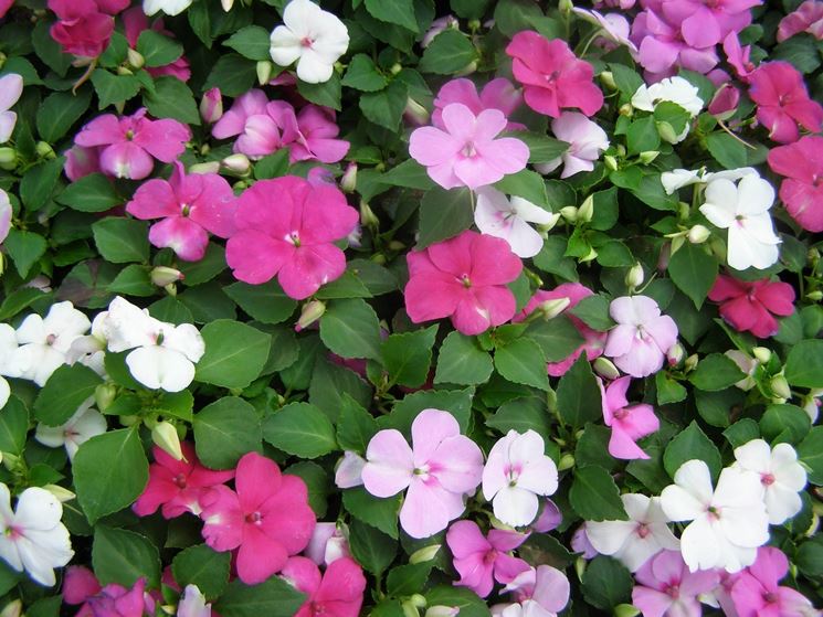 Impatiens