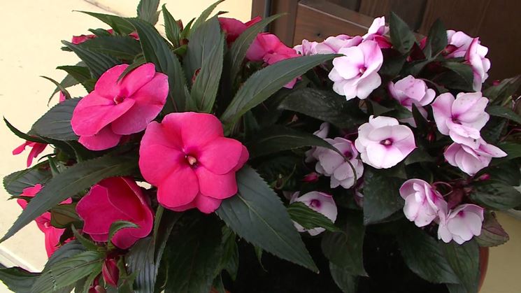 Impatiens