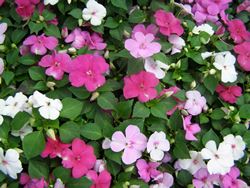 Impatiens