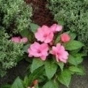 impatiens pianta