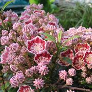 Kalmia