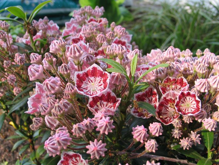 Kalmia