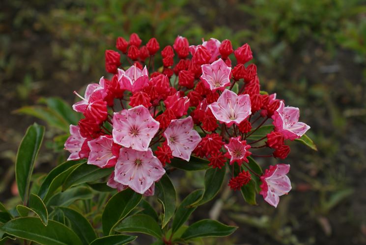 Kalmia