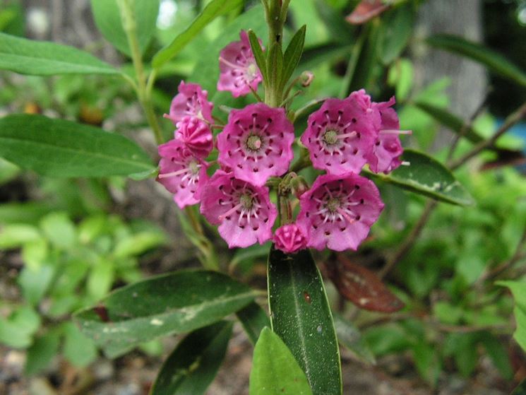 kalmia