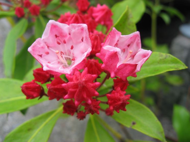 kalmia