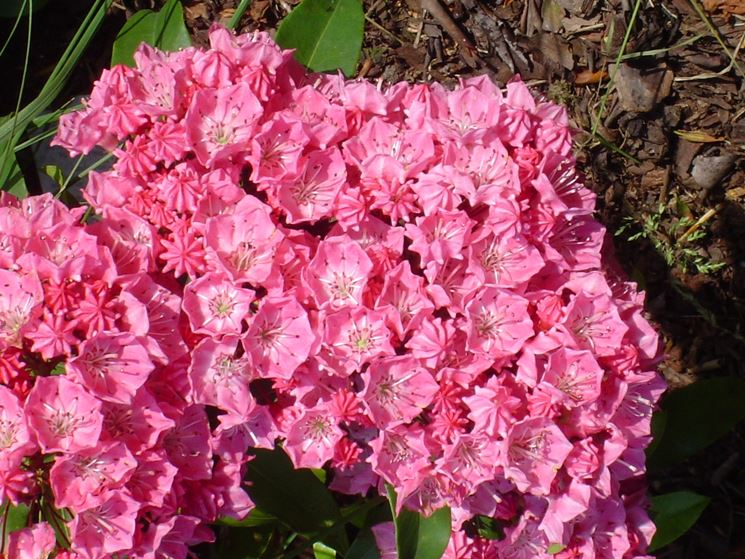 kalmia