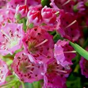 kalmia