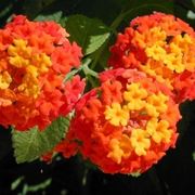 Lantana  