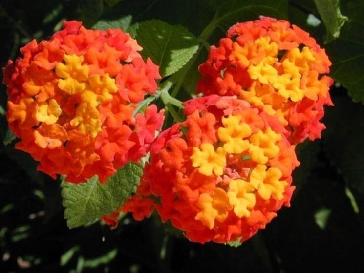 Lantana  