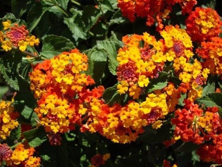 Lantana  