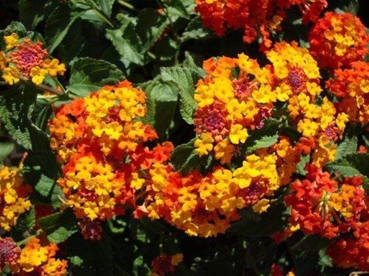 Lantana  