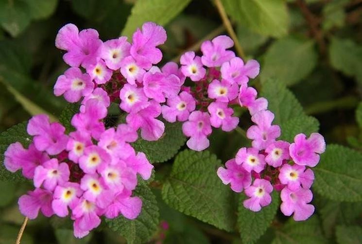 lantana_NG4.jpg