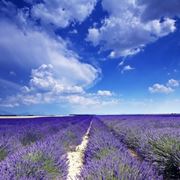 campo di lavanda