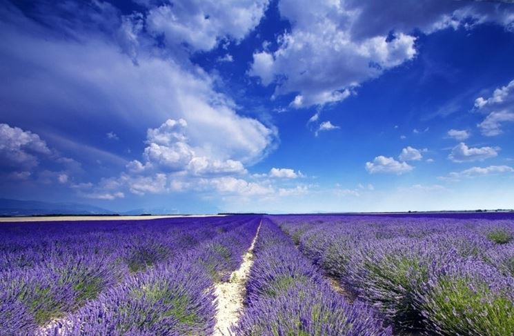 campo di lavanda