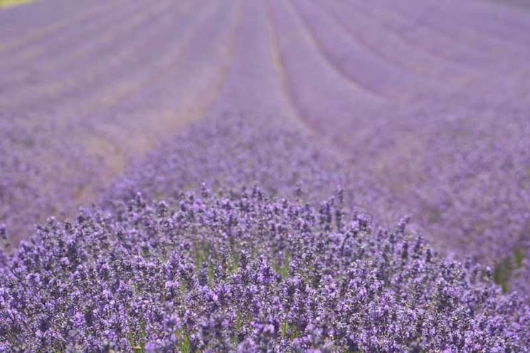 campo di lavanda