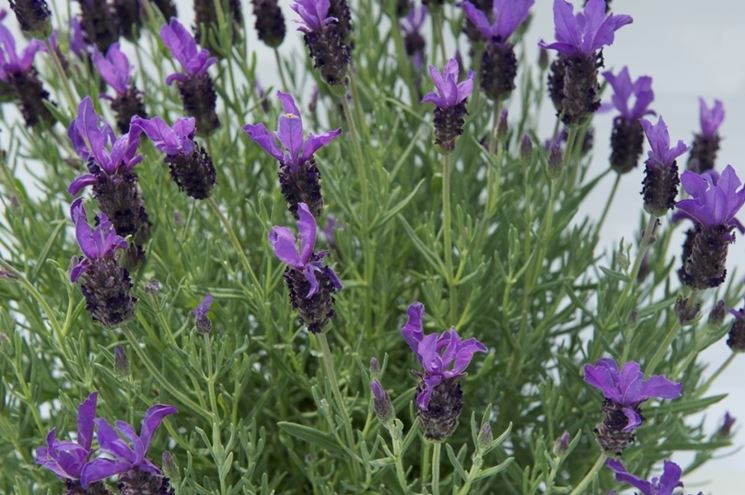 campo di lavanda