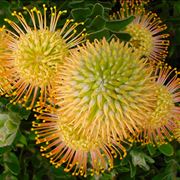 Leucospermum 