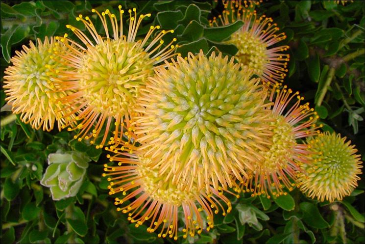 Leucospermum