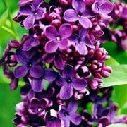 syringa