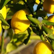 Limoni Appena Formati Diventano Neri Domande E Risposte