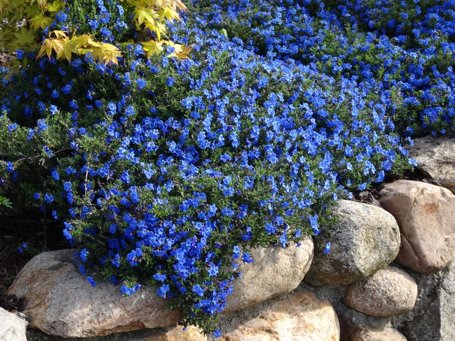lithodora heavenly steinsame diffusa schein bodendecker staude sonne pflanzen perenni giardinaggio steingarten blaue horstmann baumschule giardino blüten