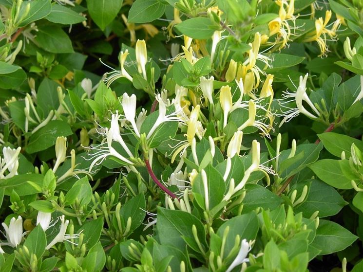 LONICERA henryi CAPRIFOGLIO SEMPREVERDE pianta giovane 9cm VASO molto profumati Pianta Rampicante 