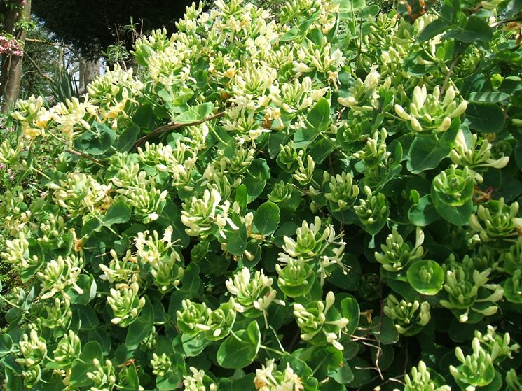 lonicera caprifolium