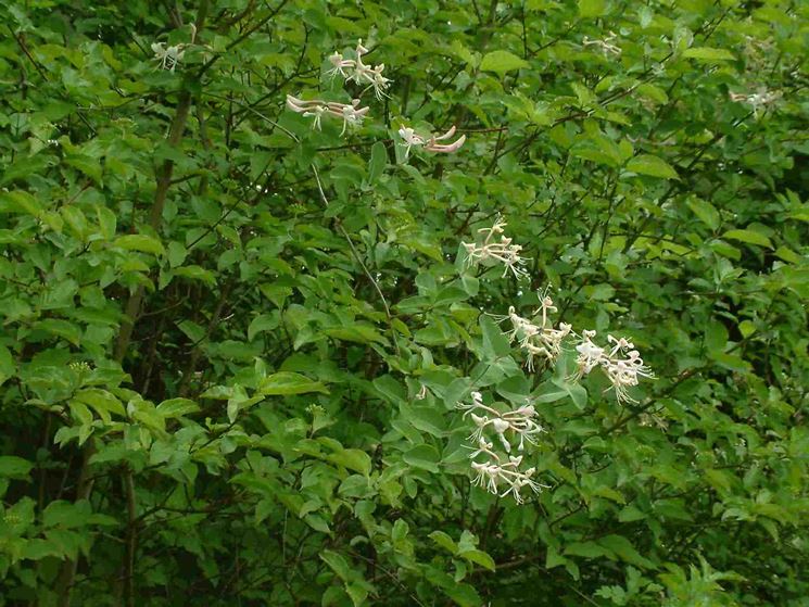 Lonicera caprifolium