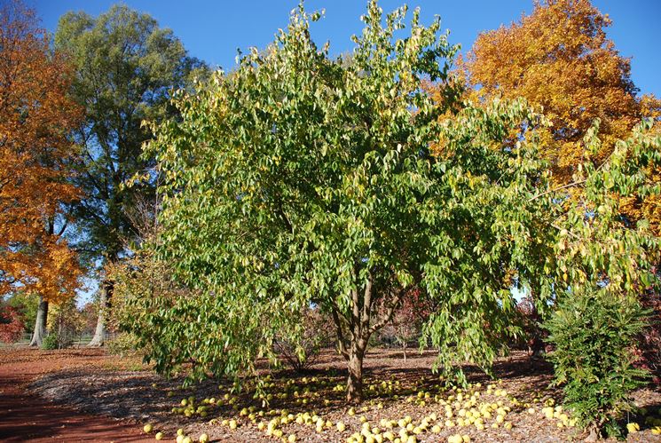 pianta di arancio degli osagi