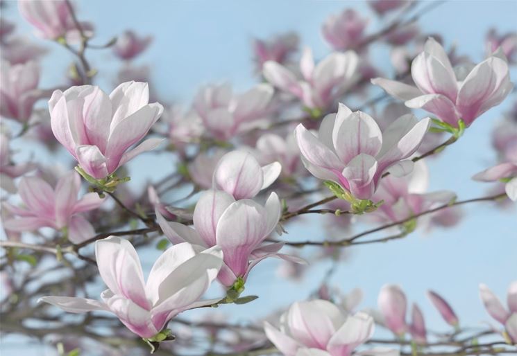 Magnolia - Magnolia - Piante da Giardino - magnolia soulangeana - magnolia  stellata - magnolia grandiflora